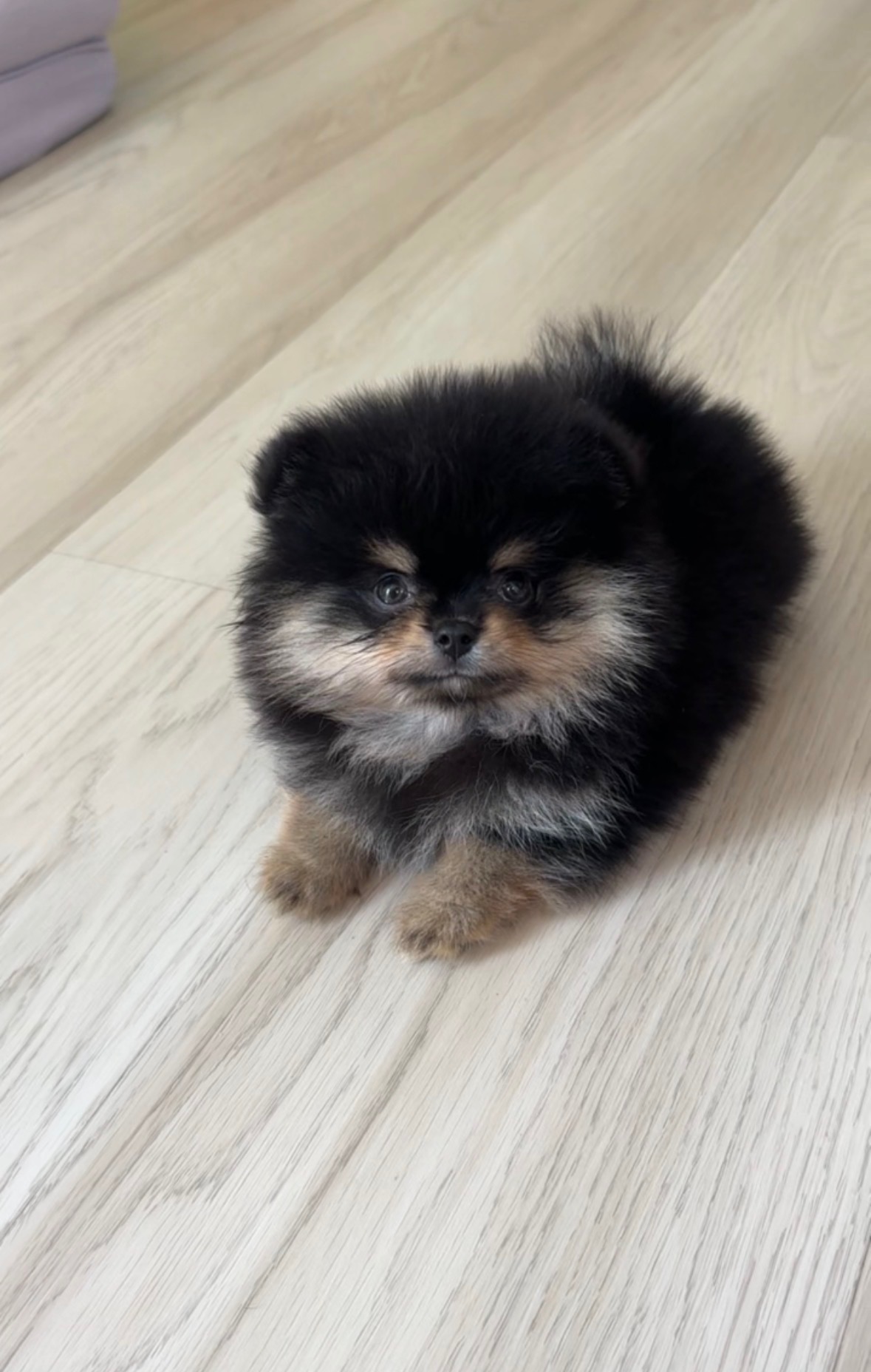 Princess - Adopted Micro Teacup Pomeranian Puppy from Platinum Pups of Miami