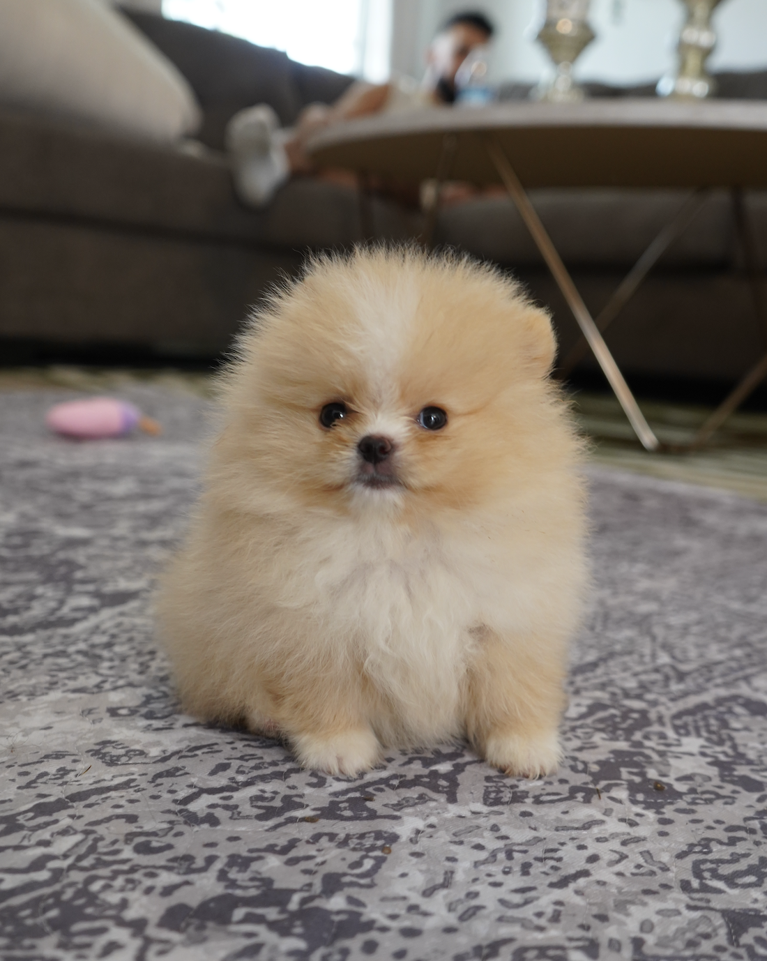 Tinker Bell - Adopted Micro Teacup Pomeranian Puppy from Platinum Pups of Miami