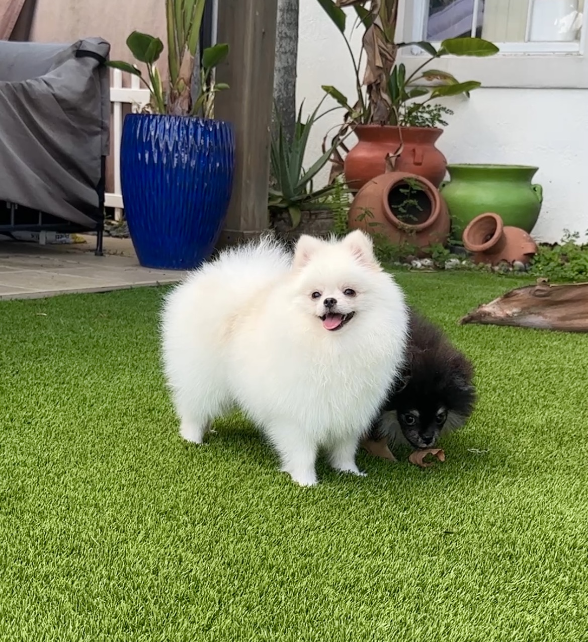 Romeo - Teacup Pomeranian Puppy For Sale | Platinum Pups Miami